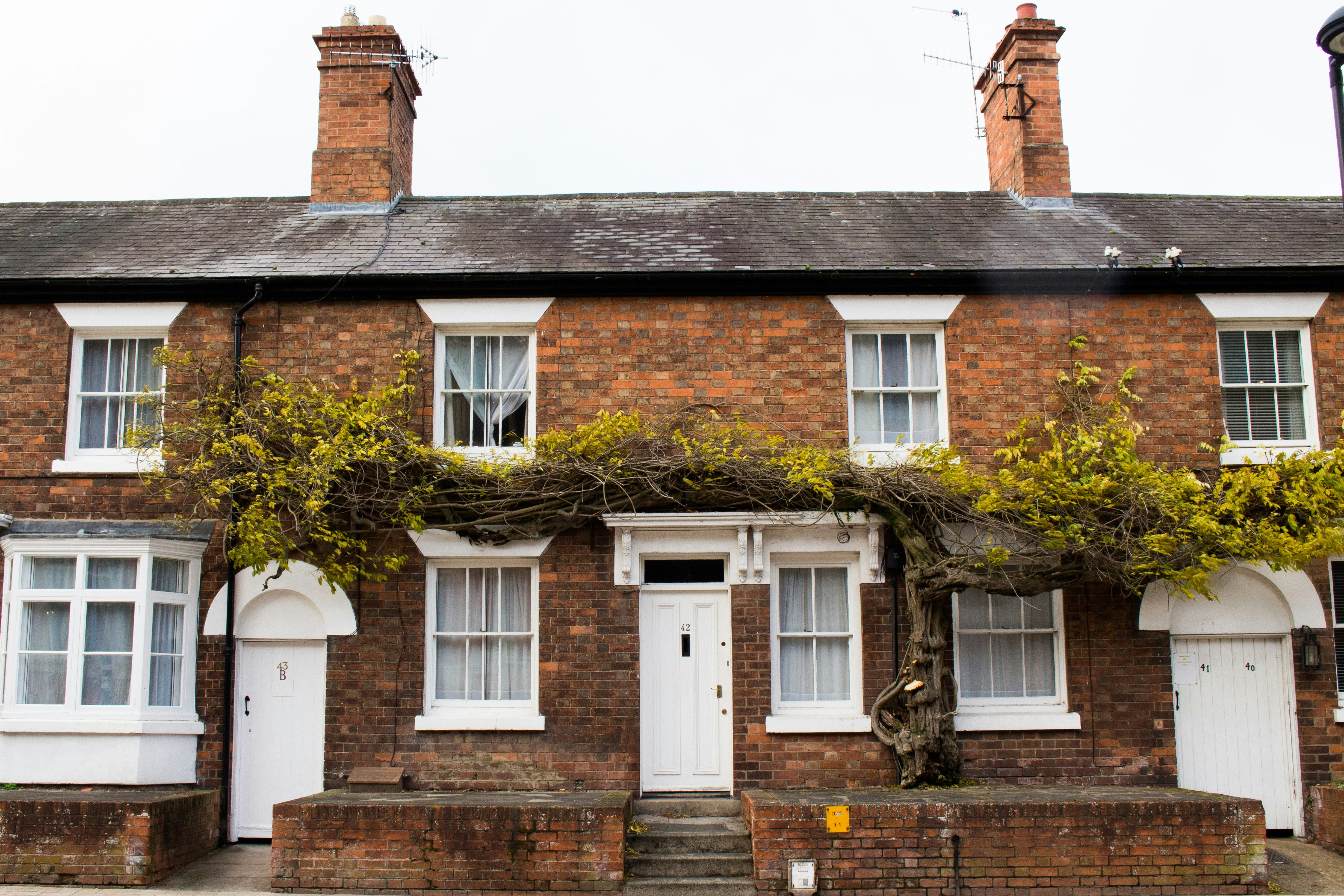 A row of traditional red-brick terraced houses with white doors and window frames. A large, old wisteria vine with fresh green leaves grows across the front, stretching over the windows and doorway of the central house.