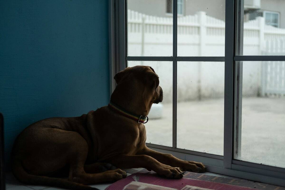 A brown dog lies on the floor indoors, gazing out through a glass sliding door. The scene outside shows a white fence and a concrete yard. The lighting suggests a calm, quiet moment as the dog appears to be patiently waiting or observing something outside.